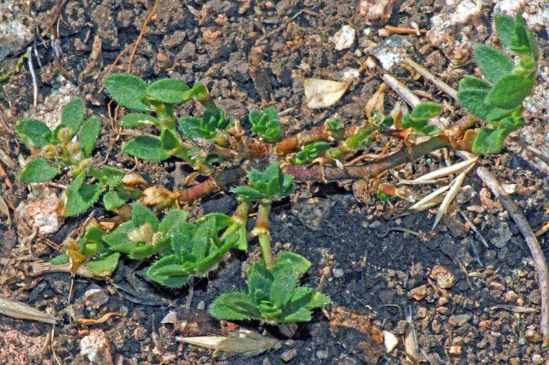 Herniaria litardierei / Erniaria a foglie larghe